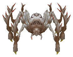 Cryptic Spider